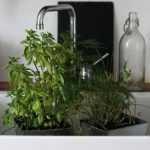 Plantes en pot et arrosage : gérer les grosses chaleurs pendant votre absence