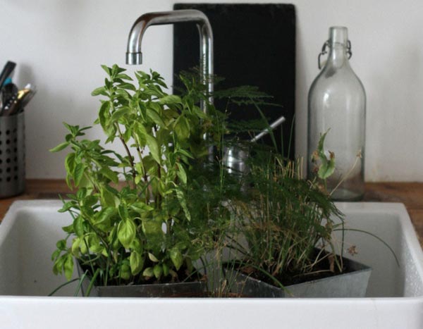 Plantes en pot et arrosage : gérer les grosses chaleurs pendant votre absence