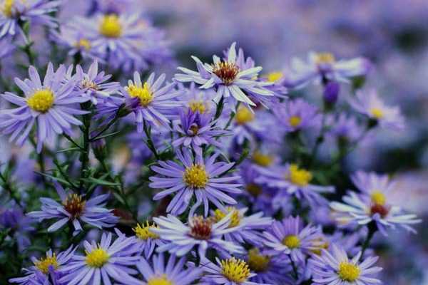 Asters d'automne : 3 points pour les choisir et les réussir !