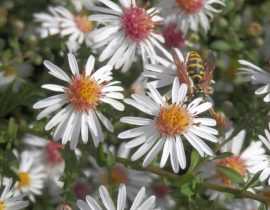 L'Aster lateriflorus Chloé, mon coup de cœur de l'automne