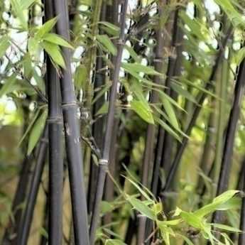 Faut-il planter du bambou dans son jardin?