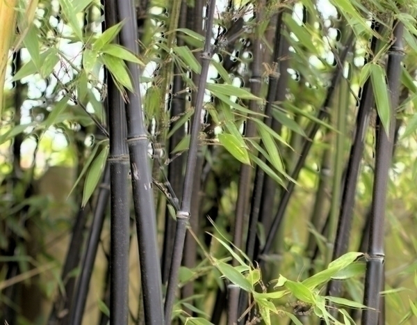 Faut-il planter du bambou dans son jardin?