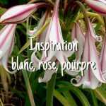 Inspiration Blanc, Rose, Pourpre