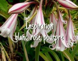 Inspiration Blanc, Rose, Pourpre
