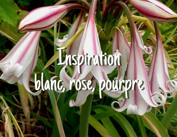 Inspiration Blanc, Rose, Pourpre