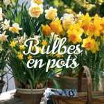 Bulbes en pots