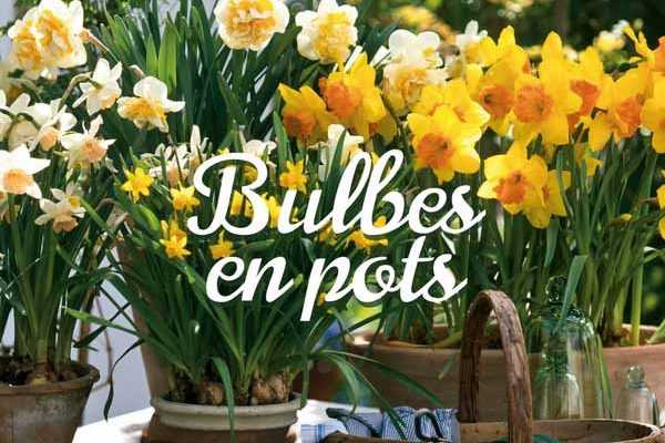 Bulbes en pots