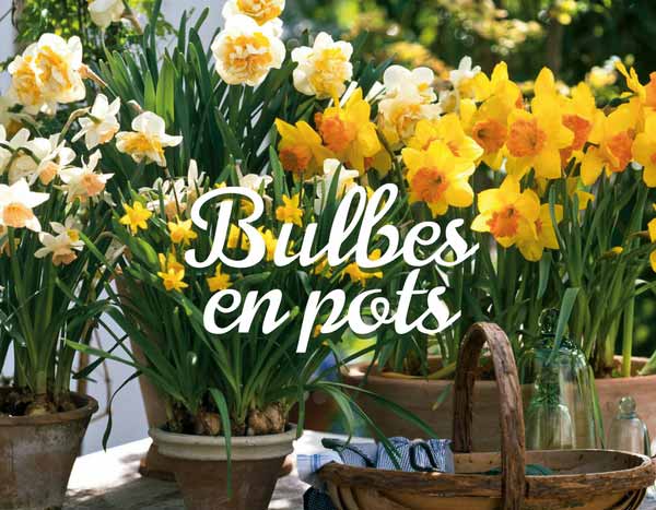 Bulbes en pots