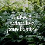 Bulbes à naturaliser pour l'ombre