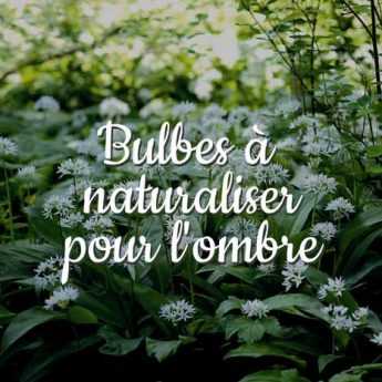 Bulbes à naturaliser pour l'ombre