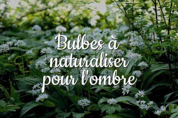 Bulbes à naturaliser pour l'ombre