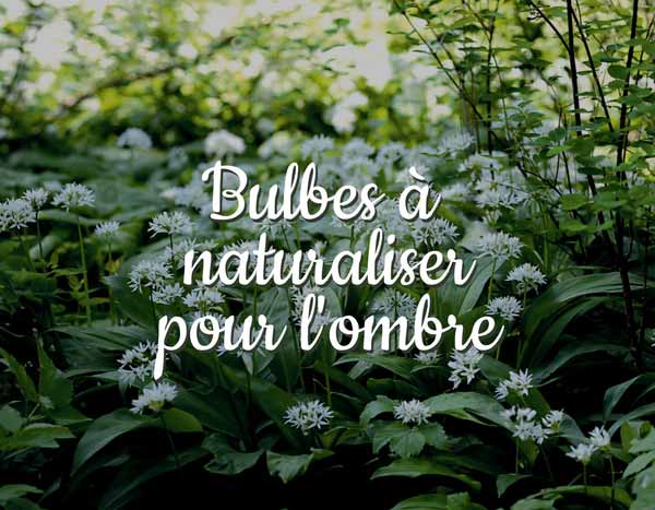 Bulbes à naturaliser pour l'ombre