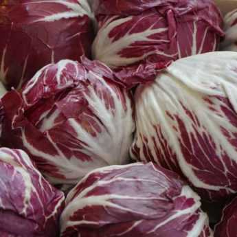 La Chicorée, une salade à (re-)découvrir au potager !