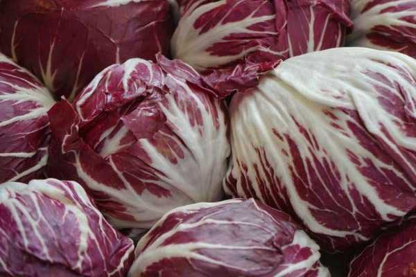 La Chicorée, une salade à (re-)découvrir au potager !