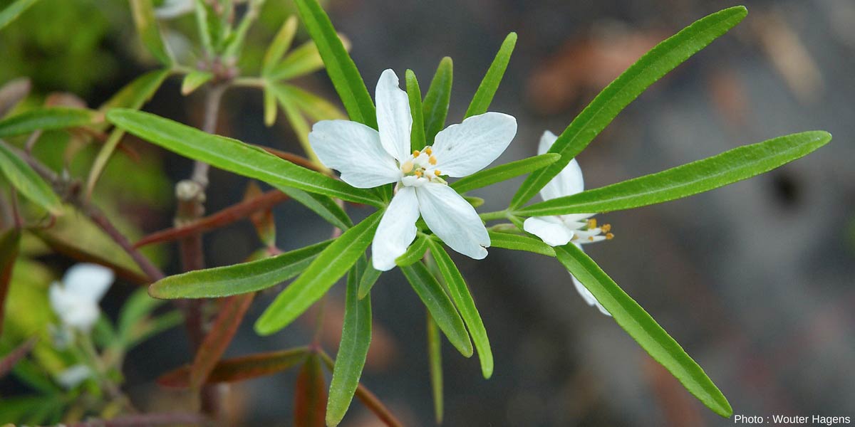 Choisya ternata aztec pearl