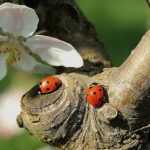 Des larves de coccinelles, sans les acheter : vive les plantes relais