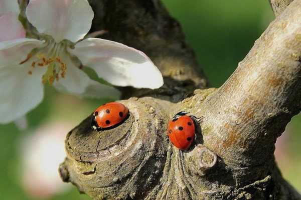 Des larves de coccinelles, sans les acheter : vive les plantes relais