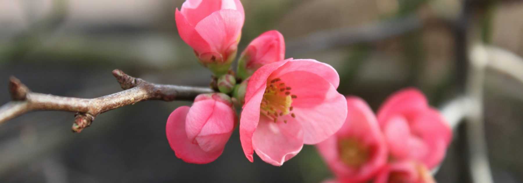 Cognassier du Japon : planter, tailler et entretenir