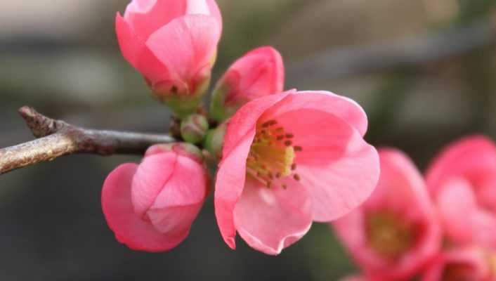 Cognassier du Japon : planter, tailler et entretenir