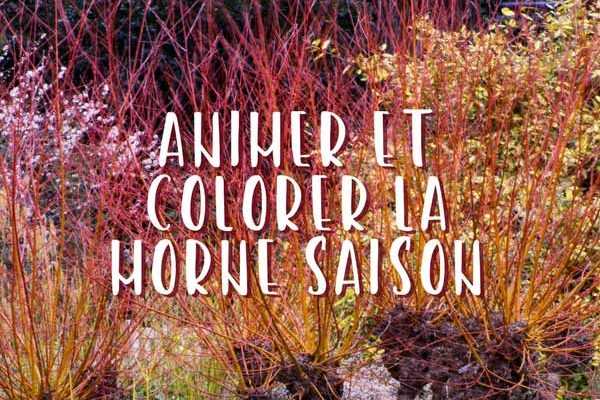 Animer le jardin à la morne saison