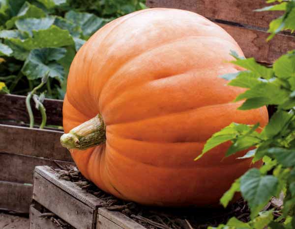 Citrouilles géantes : à vos semis !