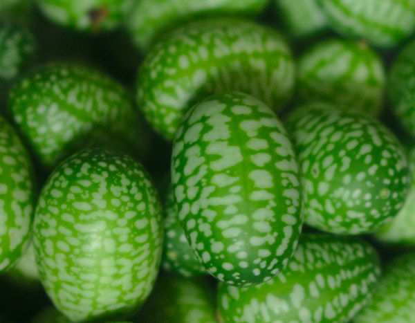 Le Cucamelon : une mini pastèque au goût de concombre