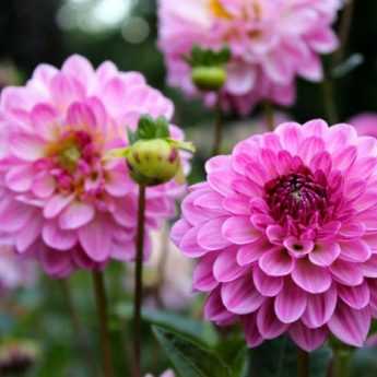 Hivernage des Dahlias : faut-il les arracher ?