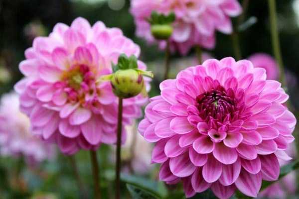 Hivernage des Dahlias : faut-il les arracher ?