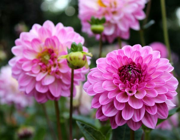 Hivernage des Dahlias : faut-il les arracher ?