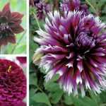 Les Dahlias sont de retour : la preuve en 3 ambiances