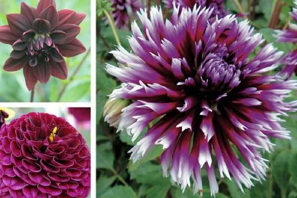 Les Dahlias sont de retour : la preuve en 3 ambiances