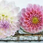 Les dahlias : une passion qui illumine même l'hiver