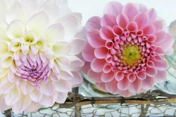 Les dahlias : une passion qui illumine même l'hiver