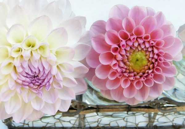 Graines De Dahlias Princesse – 9 Graines Pour Jardin Fleuri, 2,40 Euros