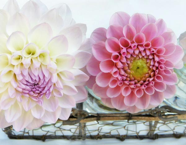 Les dahlias : une passion qui illumine même l'hiver