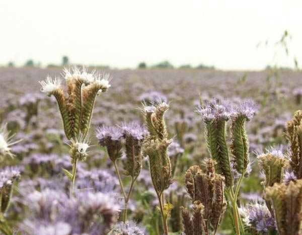 Engrais verts : tout savoir !