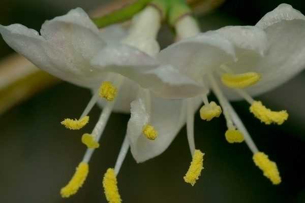 Fleurir votre Jardin en hiver