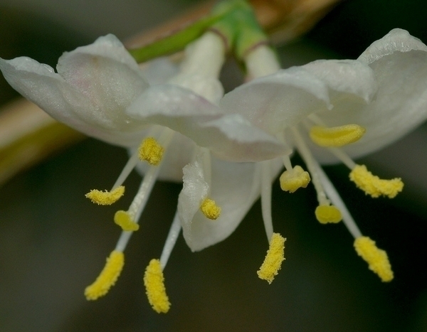 Fleurir votre Jardin en hiver