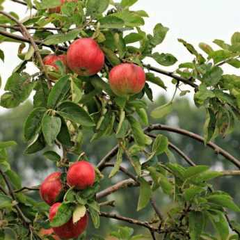 Choisir ses arbres fruitiers : formes et variétés