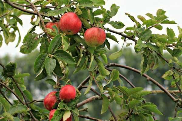 Choisir ses arbres fruitiers : formes et variétés