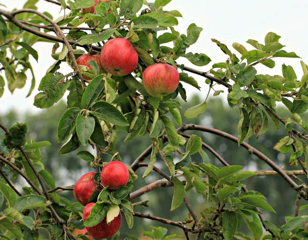 Choisir ses arbres fruitiers : formes et variétés