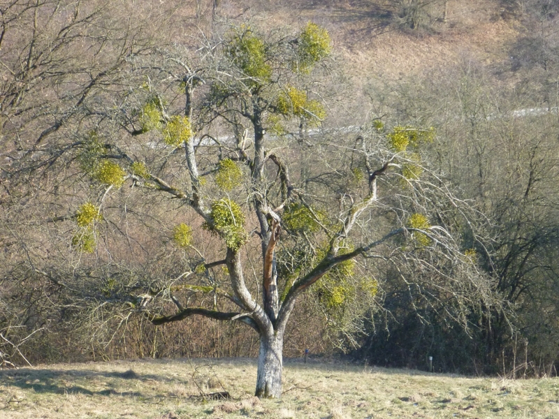 Gui sur un arbre en hiver