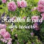 Au pied de mes rosiers