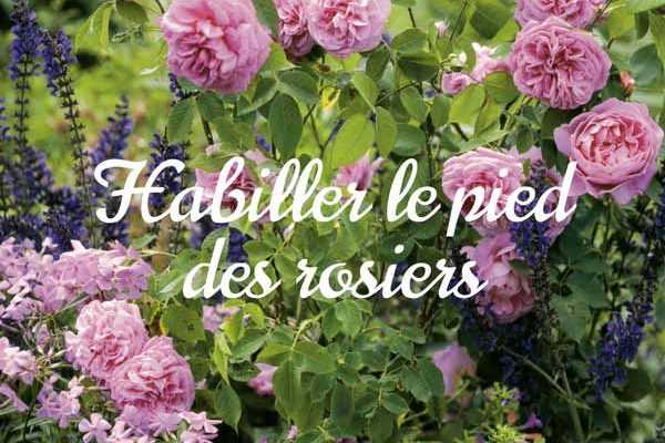 Au pied de mes rosiers