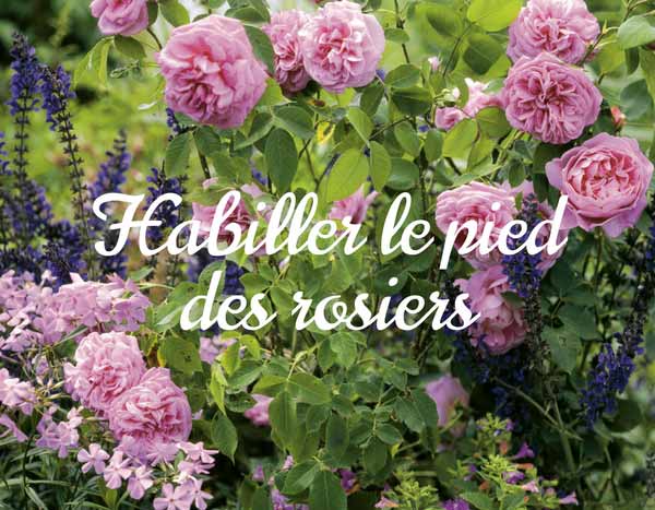 Au pied de mes rosiers