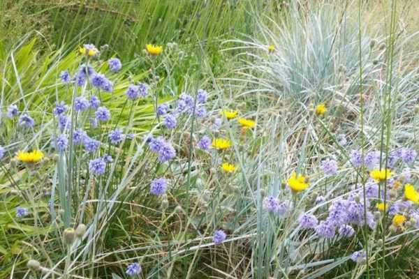 Le hasard contrôlé au jardin, une question de style