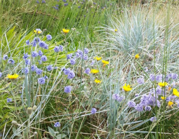 Le hasard contrôlé au jardin, une question de style