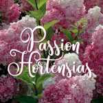 Les Hortensias