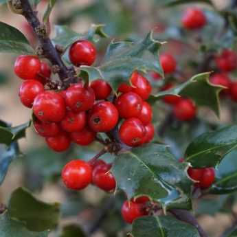 Feuille de houx (Ilex aquifolium), coupe transversale du limbe (x20)