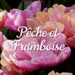 Inspiration Pêche Framboise